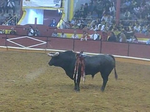 DOGO CRUZ FORCADOS AMADORES DA CHAMUSCA PEGA TOIRO GANADARIA VINHAS NA NAZARÉ