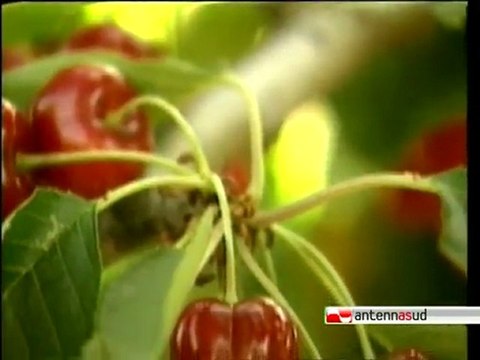 TG 08.02.10 La Regione lancia il marchio Prodotti di Puglia