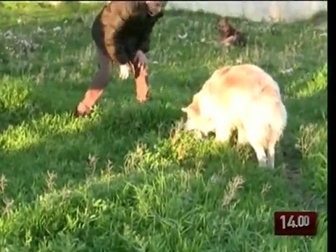 TG 20.04.10 Randagi, convenzione per la sterilizzazione tra le polemiche a Bari