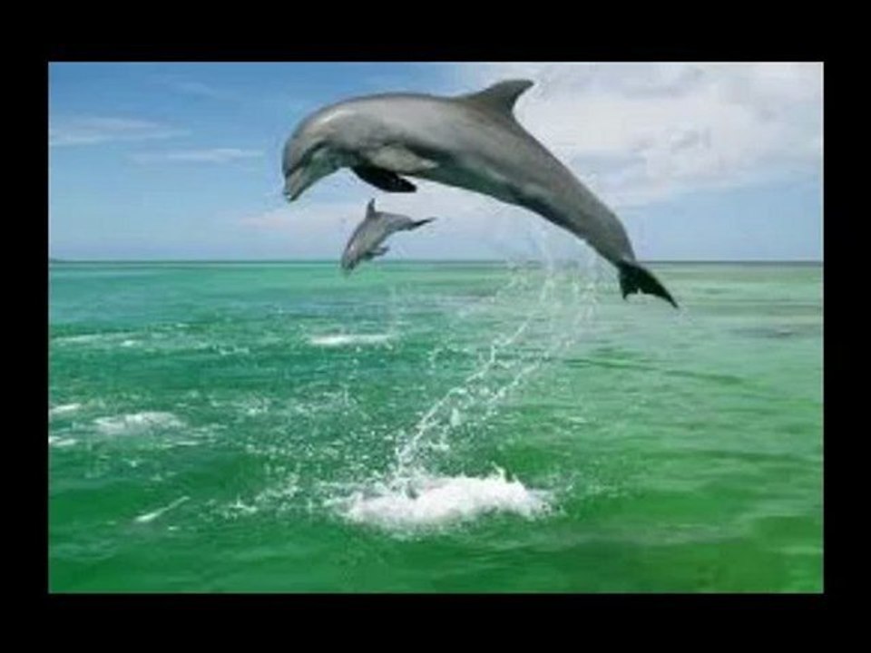 St. Thomas Boat Rentals - Dolphins & Whales in St. Thomas