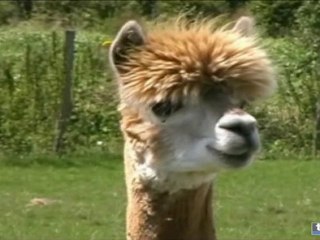 Les Lamas en Bourgogne