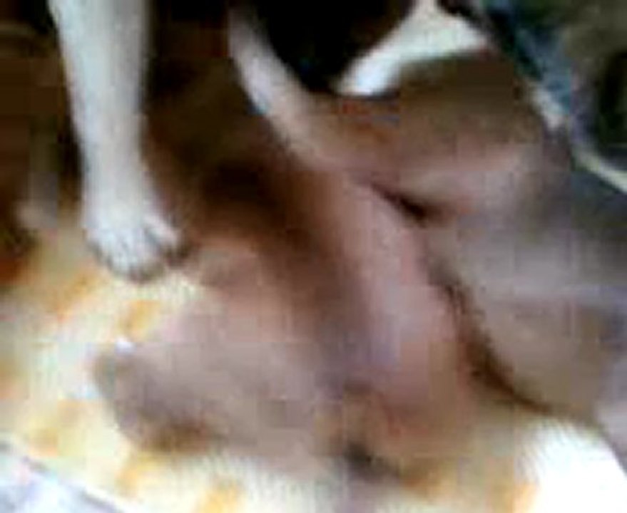 Vidéo 2 pour la découverte de leur parc dans notre salon