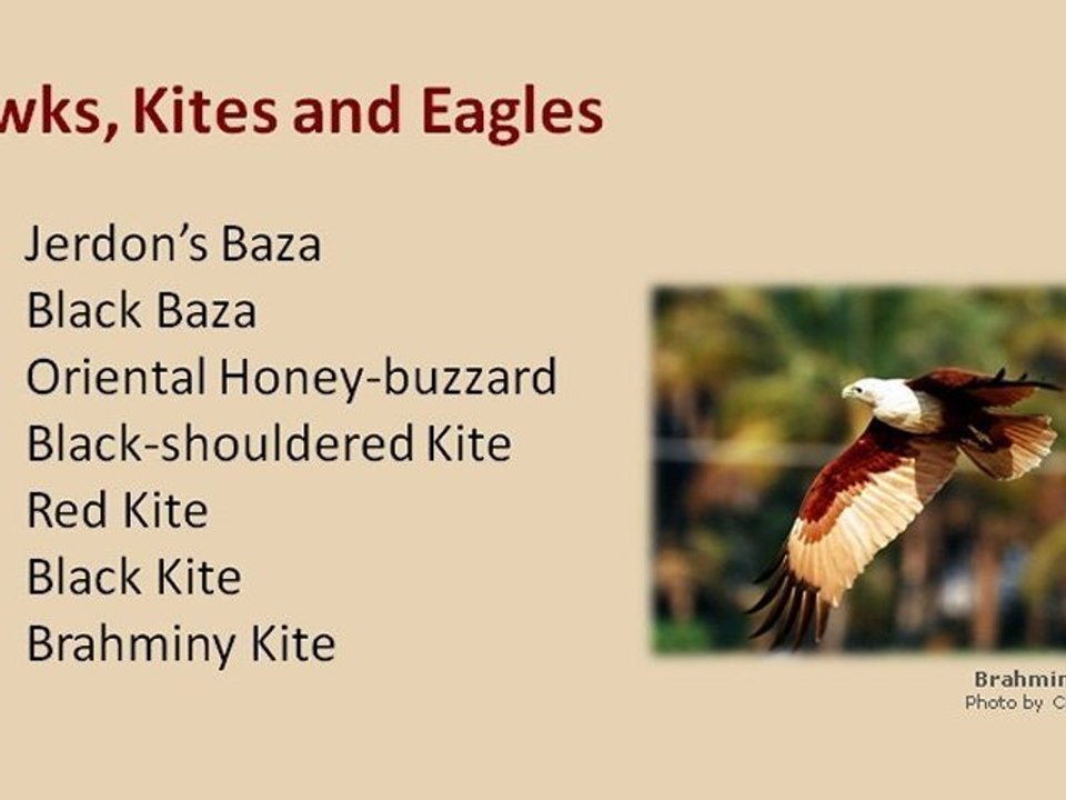 Birds of Nepal