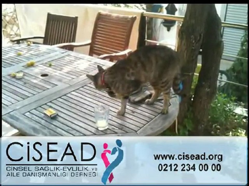 Azimli Kedi - CİSEAD