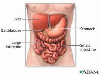 How the Digestive System Works