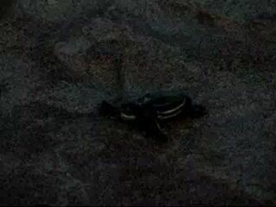 Eclosion tortue 1
