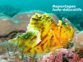 MyAlbumVideo Sylvie Moretti - fonds sous marins