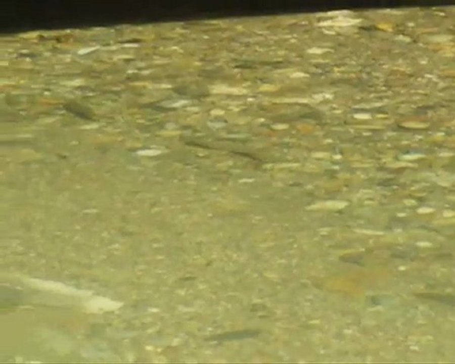 UNE TRUITE BIEN ACTIVE