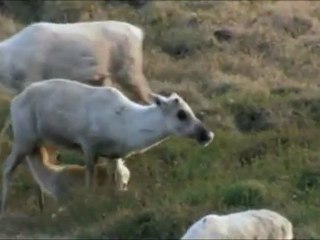 15.05.10 Giornata internazionale della Famiglia