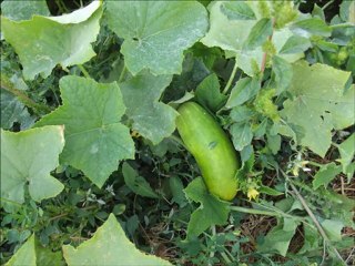 köy-yayla eylül 2011