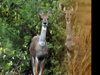 Sharyem Tours Ethiopia Travel Specialists www.SharyemTours.com