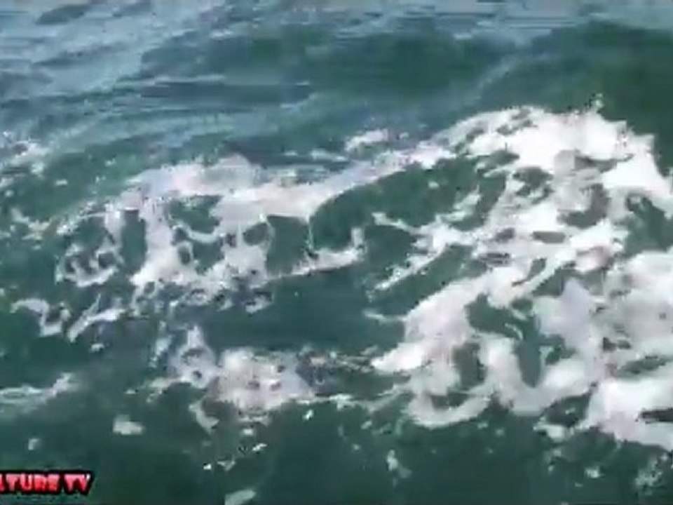 El Mar menor lleno de medusas