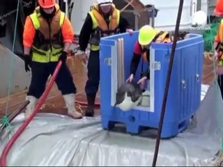 Perse le tracce del pinguino Happy Feet