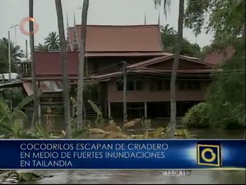 Cocodrilos escapan de criadero