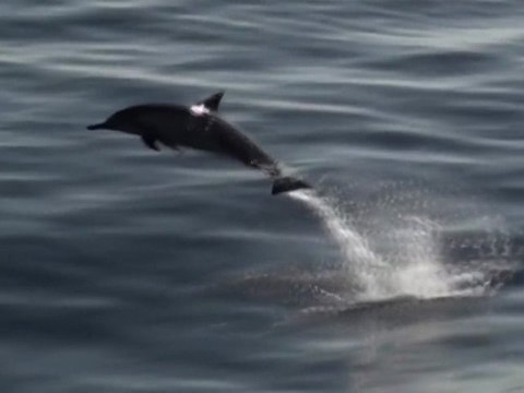 Famille de dauphins dans l'Océan Indien