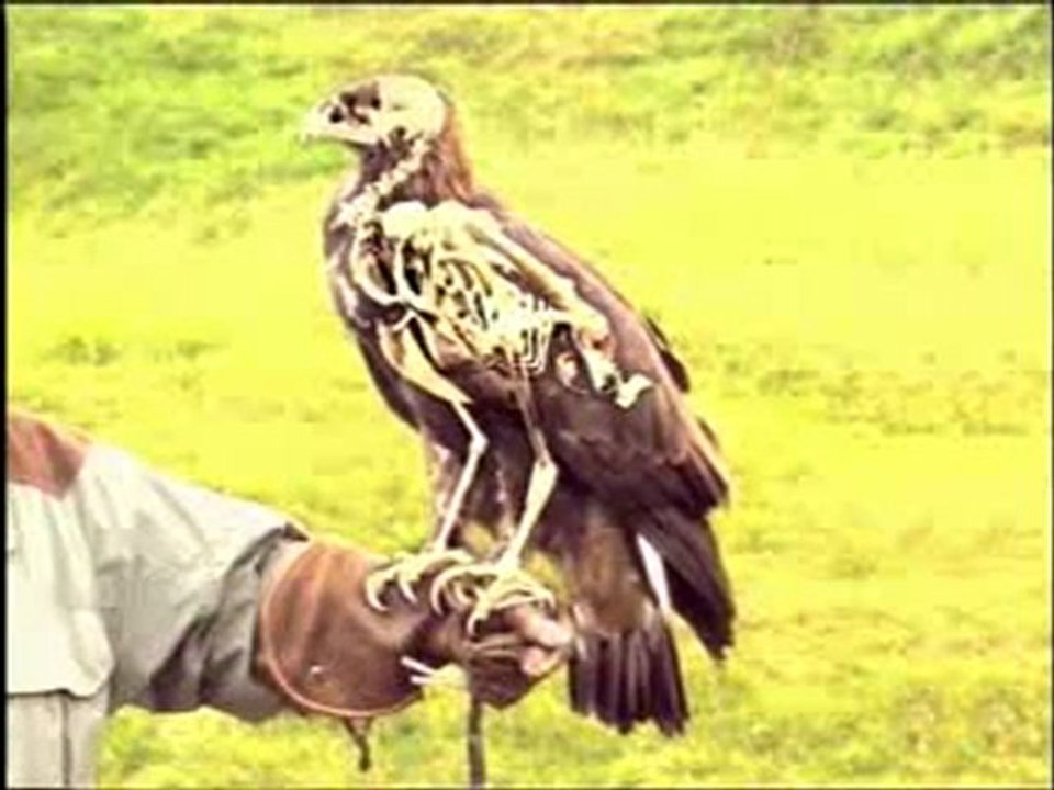 Kuşlardaki kusursuz tasarım