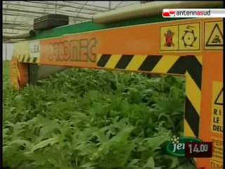 TG 11.06.10 Lecce, "Insalate di IV gamma - freschezza, sicurezza e innovazione"