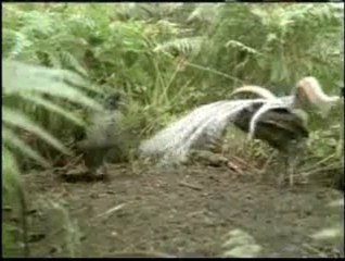 Kuşlardaki kusursuz estetik