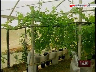 TG 18.06.10 Uva "senza suolo", che sapore ha?