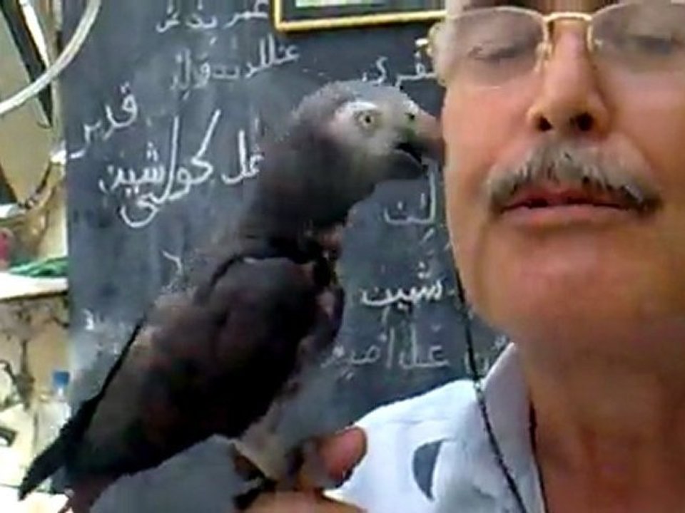 08092011001KİBAR VİDEO