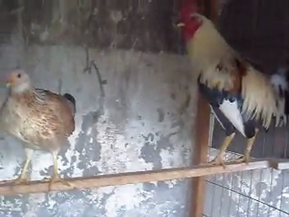 pollos-giros