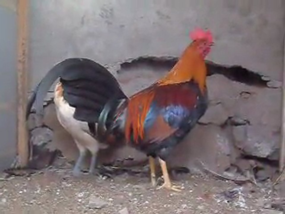 pollos_2011