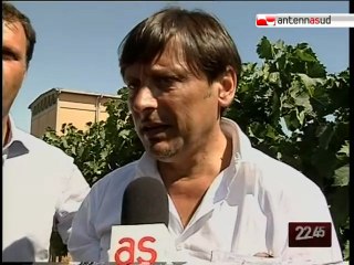 TG 18.08.10 Al via la vendemmia 2010, l'assessore Stefàno a San Severo