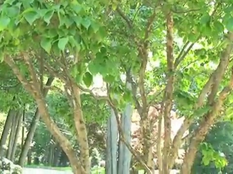 Professional Landscaping in New Jersey, Garden Enhancement NJ - Choose Plants For Your Garden