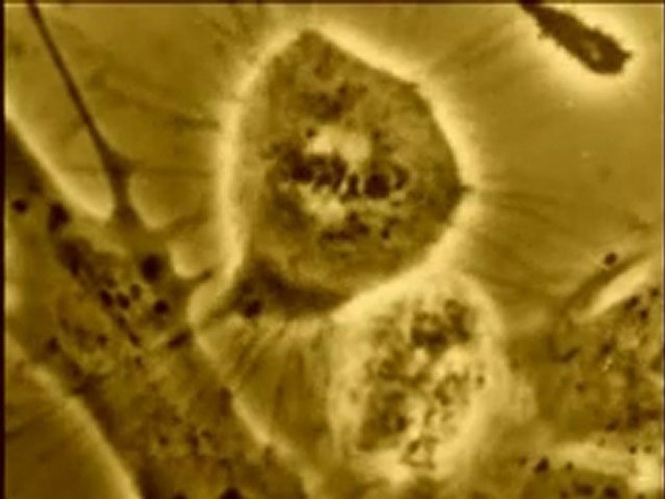Mitoses de myocytes