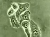 Mitoses de cellules épithéliales