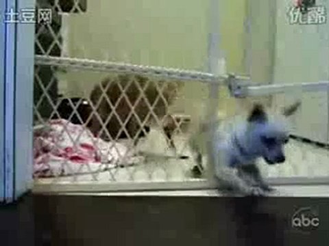 The Tragedy Of A Jail Broken Dog - Funny Pets, Humor