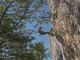 Le Peuple des Falaises - Escalade et biodiversité vues par un grimpeur