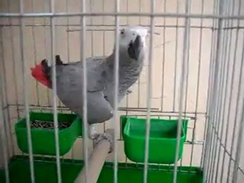 jakopapagan.com Papağan,Jako,Jako Papağan,papağan jako, Satılık Jako,Jako Papağan Fiyatları