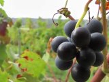Cocumont: vendanges à la cave