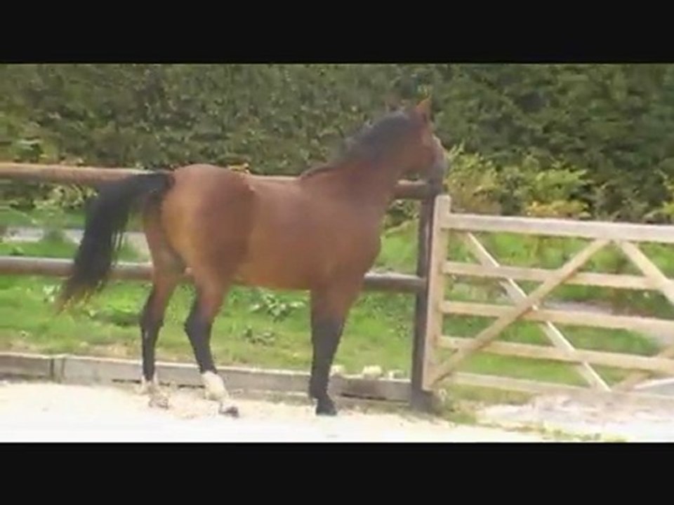 femelle SF de 2 ans a vendre