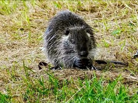 Le clan des ragondins blancs