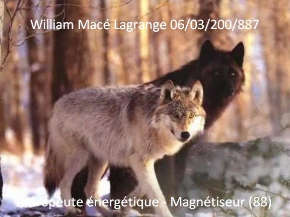 Loups