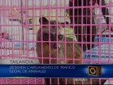 Detienen trafico de animales en Tailandia