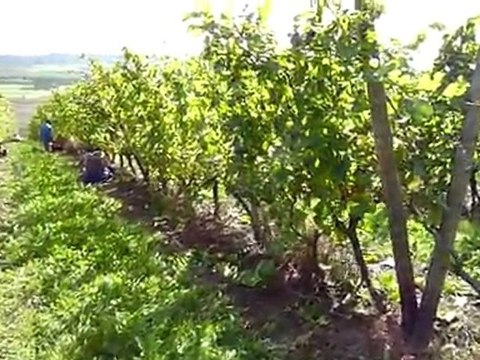 Premières vendanges en AOC à Vic-sur-Seille (suite)