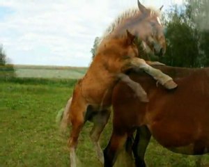 un après midi de septembre avec mon poulain
