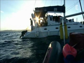 Docu_France5_Nuit blanche avec les grands requins_Mar 05 avr 2011