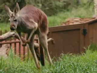 Première bande-annonce pour We Bought a Zoo de Cameron Crowe