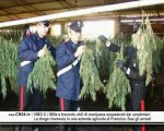 CN24 | VIBO V. | Mille e trecento chili di marijuana sequestrati dai carabinieri