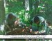 CN24 | COSENZA | Scovato sulla Sila un coleottero sparito da 50 anni