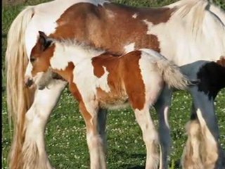 Hasta Siempre "Che Guevara" (Mustafa Dinç)