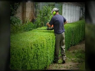 Saffron Walden Hedge Trimming