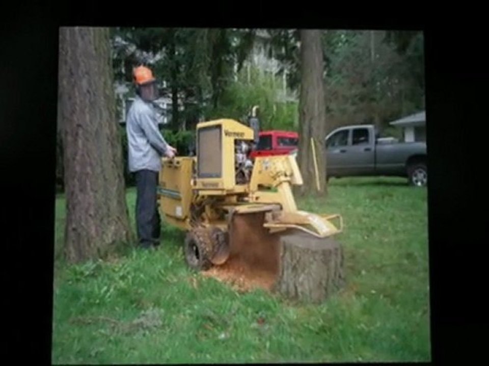 Saffron Walden Stump Removal