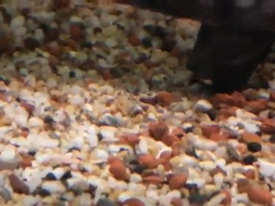 egg130