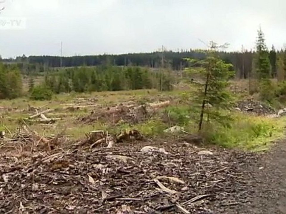 Czech Republic: Cross-Border War on Bark Beetles | European Journal