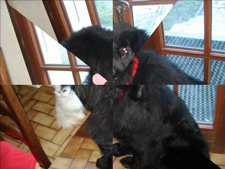 bobo